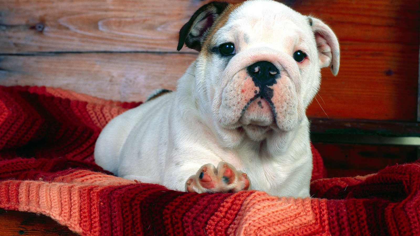 A Comfy Drawer Bulldog Puppy HD Wallpaper Backgrounds Dog Pictures